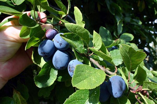 Damsons on Northside.jpg